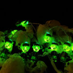 Wholesale LED String Light Halloween – YZ-80005
